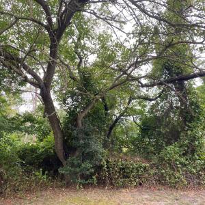 Photo #5 of Lot 8 MINK FARM RD, ONANCOCK, VA 6.3 acres