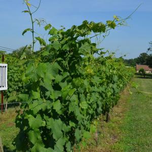 Photo #10 of 5609 COURTHOUSE RD, SPOTSYLVANIA, VA 40.0 acres