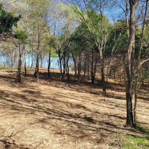 Photo #7 of 12 CROWN RIDGE BERRY FARM RD, STAUNTON, VA 2.4 acres