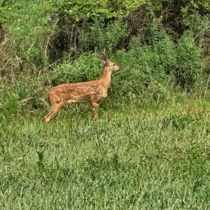 Photo #21 of 4 CROWN RIDGE BERRY FARM RD, STAUNTON, VA 9.1 acres