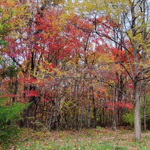 Photo #22 of 4 CROWN RIDGE BERRY FARM RD, STAUNTON, VA 9.1 acres