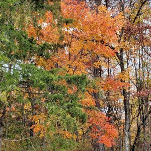 Photo #30 of 4 CROWN RIDGE BERRY FARM RD, STAUNTON, VA 9.1 acres