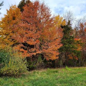 Photo #19 of 4 CROWN RIDGE BERRY FARM RD, STAUNTON, VA 9.1 acres