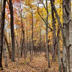 Photo #26 of 4 CROWN RIDGE BERRY FARM RD, STAUNTON, VA 9.1 acres