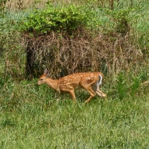 Photo #12 of 4 CROWN RIDGE BERRY FARM RD, STAUNTON, VA 9.1 acres
