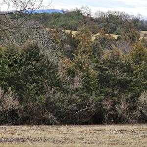 Photo #39 of 4 CROWN RIDGE BERRY FARM RD, STAUNTON, VA 9.1 acres
