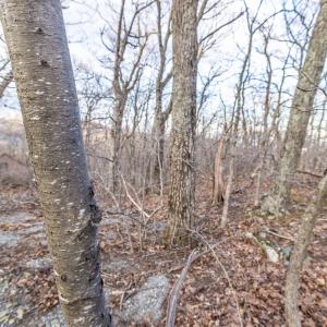 Photo #17 of BLACKROCK CIR, WINTERGREEN RESORT, VA 0.4 acres