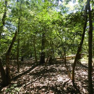 Photo #4 of Lot 13 WILSONIA SHORES DR, MACHIPONGO, VA 1.2 acres