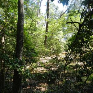 Photo #12 of Lot 13 WILSONIA SHORES DR, MACHIPONGO, VA 1.2 acres