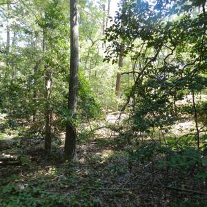 Photo #13 of Lot 13 WILSONIA SHORES DR, MACHIPONGO, VA 1.2 acres