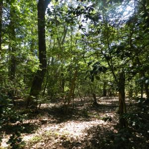 Photo #3 of Lot 13 WILSONIA SHORES DR, MACHIPONGO, VA 1.2 acres