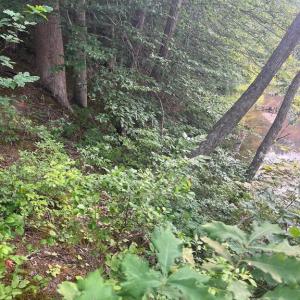 Photo #5 of KANGAROO CT, MINERAL, VA 2.2 acres