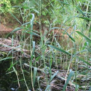Photo #7 of 7300 OAK RIDGE PL, CHINCOTEAGUE, VA 130,680.0 acres