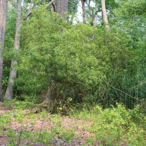 Photo #8 of 7300 OAK RIDGE PL, CHINCOTEAGUE, VA 130,680.0 acres