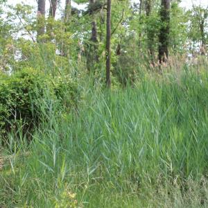 Photo #10 of 7300 OAK RIDGE PL, CHINCOTEAGUE, VA 130,680.0 acres