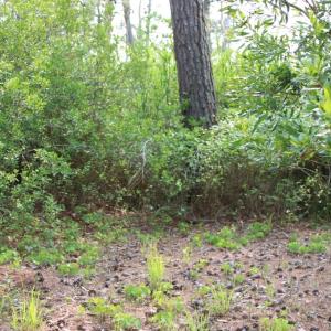 Photo #12 of 7300 OAK RIDGE PL, CHINCOTEAGUE, VA 130,680.0 acres