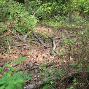 Photo #13 of 7300 OAK RIDGE PL, CHINCOTEAGUE, VA 130,680.0 acres