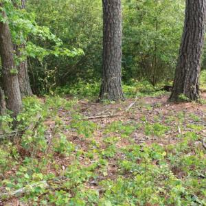 Photo #2 of 7300 OAK RIDGE PL, CHINCOTEAGUE, VA 130,680.0 acres
