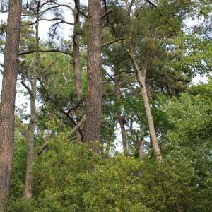 Photo #9 of 7300 OAK RIDGE PL, CHINCOTEAGUE, VA 130,680.0 acres