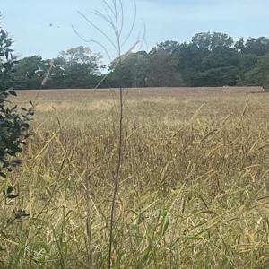 Photo #12 of - SEASIDE CIRCLE, PARKSLEY, VA 3.2 acres
