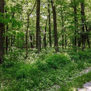 Photo #14 of 7 & 23 WOLFTRAP LN, WINTERGREEN RESORT, VA 0.8 acres