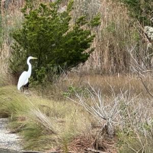 Photo #2 of Lot 76 MAIN ST, CHINCOTEAGUE, VA 0.5 acres