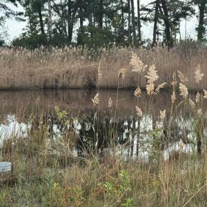 Photo #6 of Lot 76 MAIN ST, CHINCOTEAGUE, VA 0.5 acres