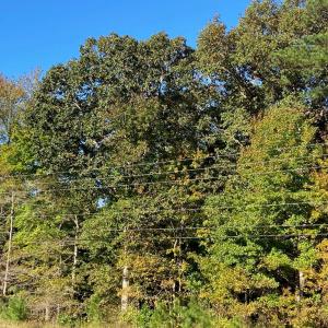 Lankford Hwy Frontage