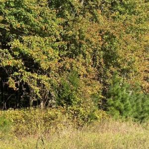 Lankford Hwy Frontage