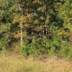 Lankford Hwy Frontage