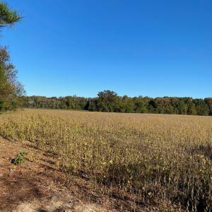 Photo #11 of GOSPEL TEMPLE RD, KELLER, VA 55.0 acres