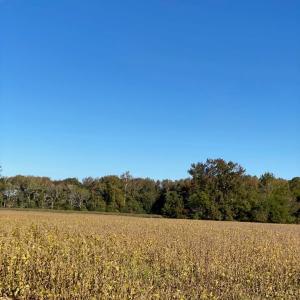 Photo #3 of GOSPEL TEMPLE RD, KELLER, VA 55.0 acres