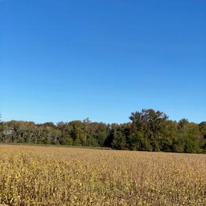 Photo #4 of GOSPEL TEMPLE RD, KELLER, VA 55.0 acres