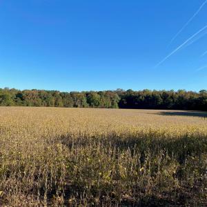 Photo #5 of GOSPEL TEMPLE RD, KELLER, VA 55.0 acres