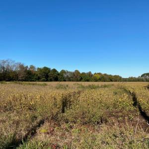 Photo #8 of GOSPEL TEMPLE RD, KELLER, VA 55.0 acres