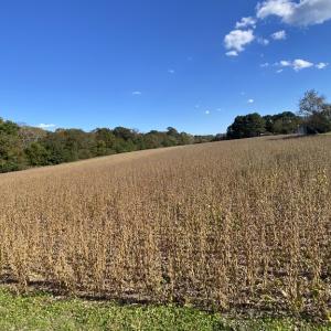 view across the parcel
