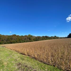 right of way view towards woods