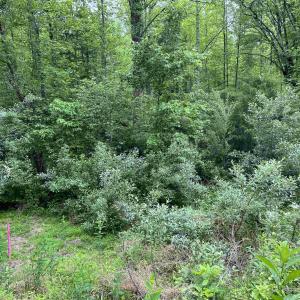 Photo #6 of Lot B and C MONTVIEW DR, RUCKERSVILLE, VA 21.7 acres