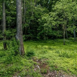 Photo #13 of GREEN CREEK RD, SCHUYLER, VA 110.0 acres