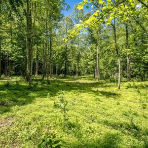 Photo #14 of GREEN CREEK RD, SCHUYLER, VA 110.0 acres