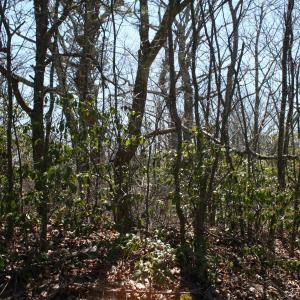 Photo #12 of Lot 90 SUMMIT DR, MONTEREY, VA 5.0 acres