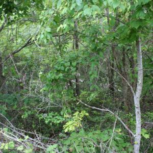 Photo #7 of Lot 90 SUMMIT DR, MONTEREY, VA 5.0 acres