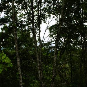 Photo #6 of Lot 90 SUMMIT DR, MONTEREY, VA 5.0 acres