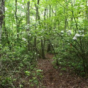 Photo #4 of Lot 90 SUMMIT DR, MONTEREY, VA 5.0 acres