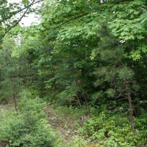 Photo #8 of Lot 90 SUMMIT DR, MONTEREY, VA 5.0 acres
