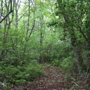 Photo #1 of Lot 90 SUMMIT DR, MONTEREY, VA 5.0 acres