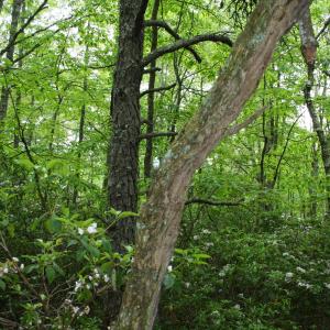 Photo #10 of Lot 90 SUMMIT DR, MONTEREY, VA 5.0 acres