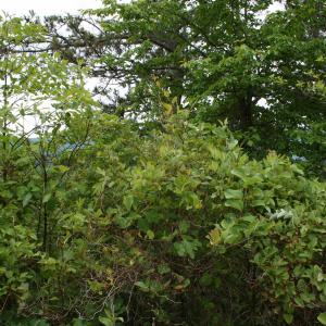 Photo #5 of Lot 90 SUMMIT DR, MONTEREY, VA 5.0 acres