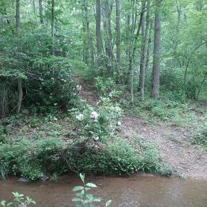 Photo #12 of 0 ROLLINS FORD ROAD, AMISSVILLE, VA 73.9 acres