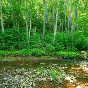 Photo #13 of TBD LITTLE CALF PASTURE HWY, SWOOPE, VA 9.1 acres